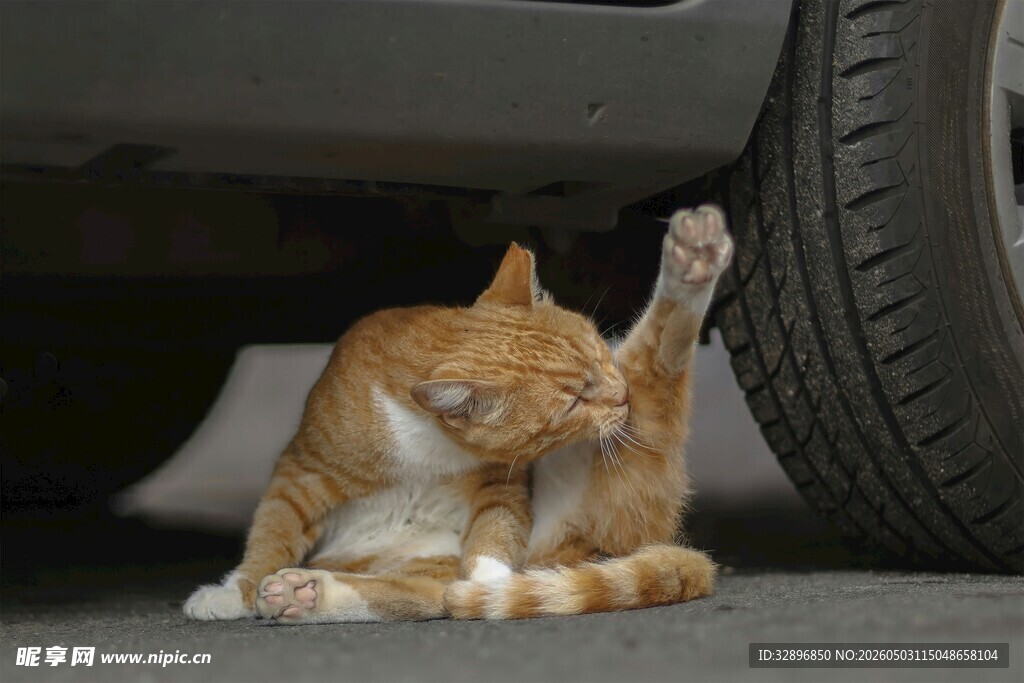 车下挠痒痒的橘猫