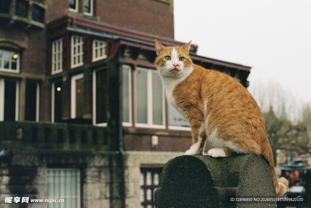 橘猫立于屋前石柱