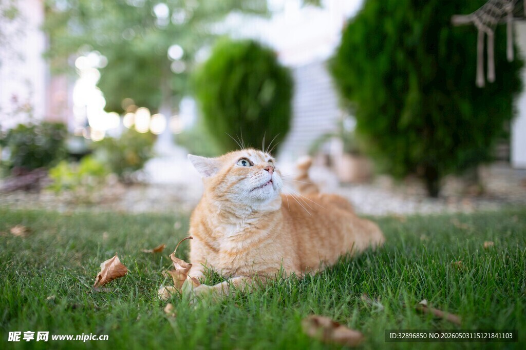 草地上惬意躺卧的猫咪