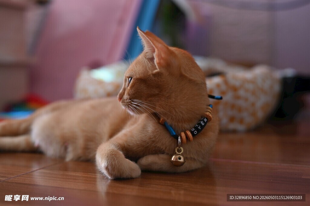 橘猫戴项圈悠闲趴地板