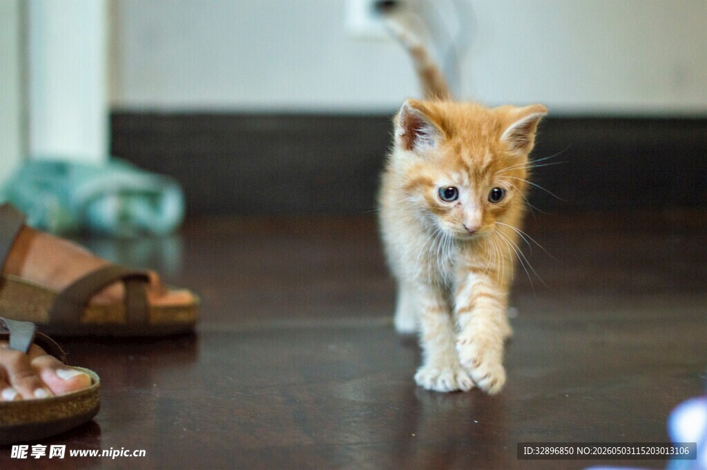 可爱小奶猫在室内行走