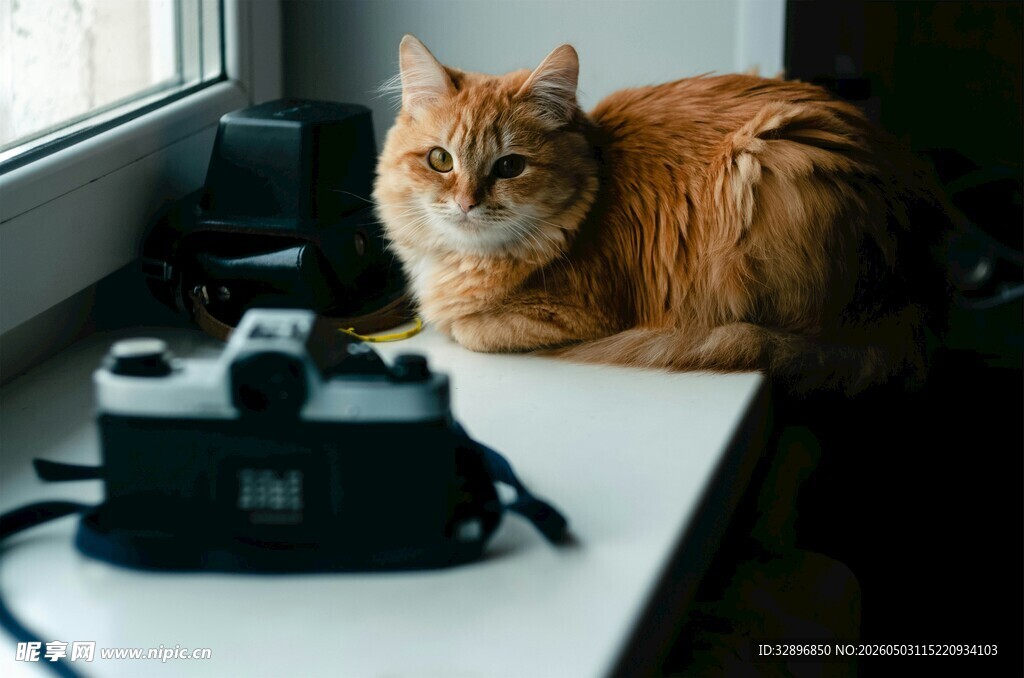 窗边猫咪与复古相机