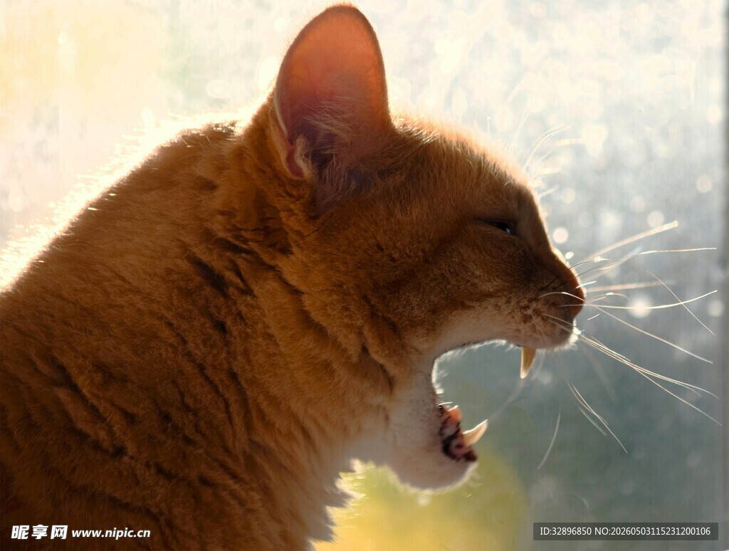 张嘴咆哮的橘色猫咪