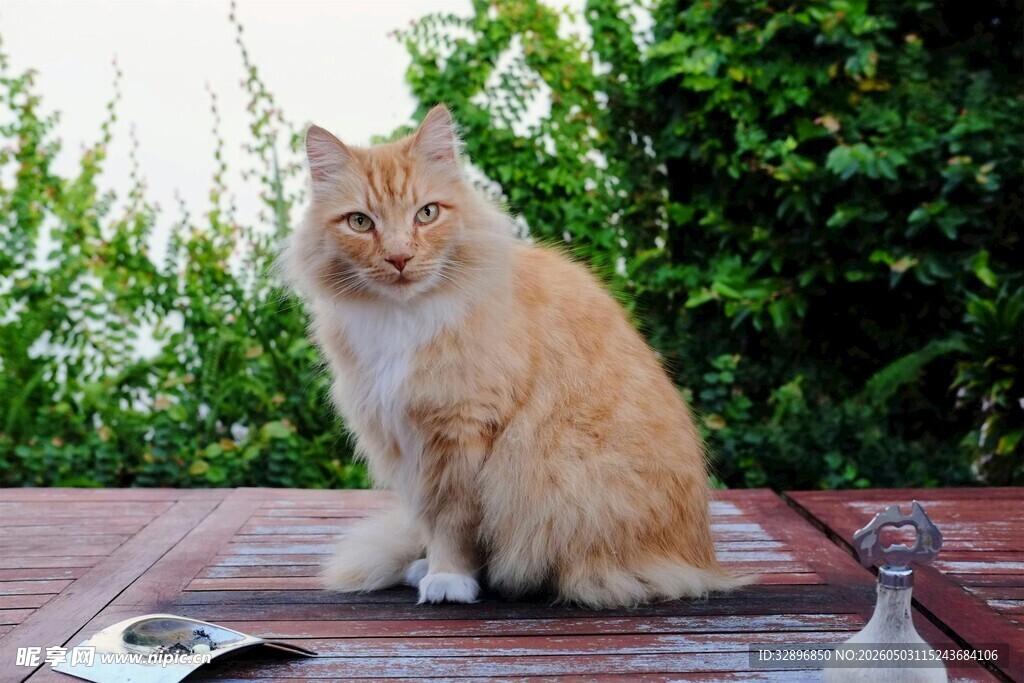 橘猫端坐于户外木桌