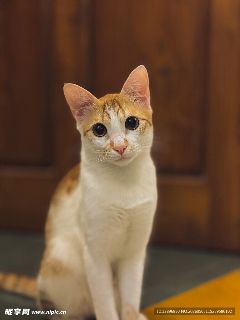 可爱三色小猫端坐