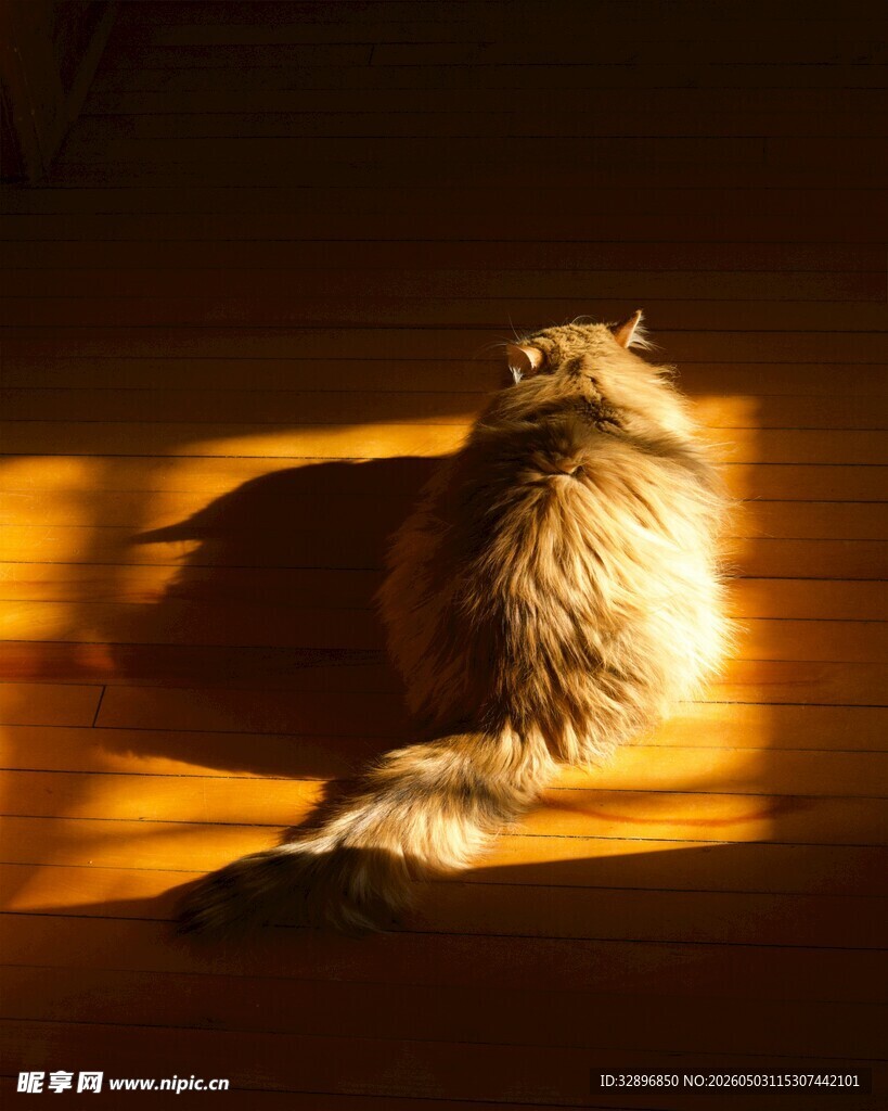 阳光下的慵懒猫咪