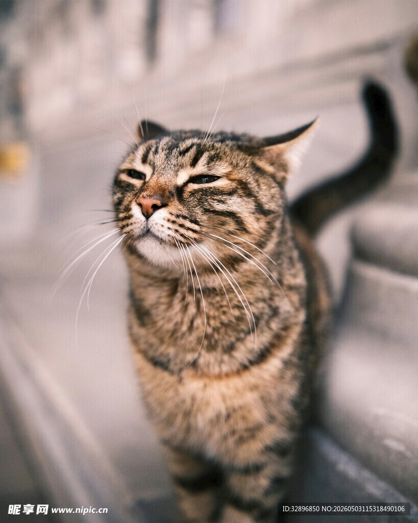 可爱狸花猫站在台阶上