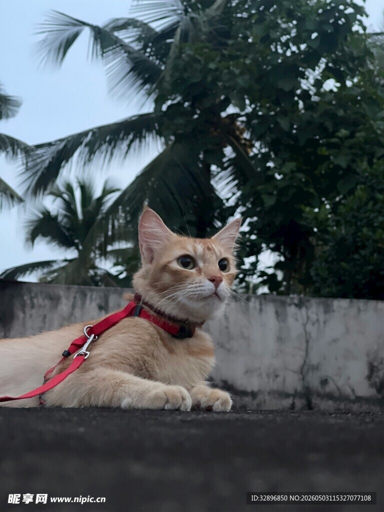 戴红绳的猫咪惬意休憩