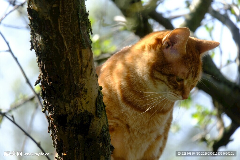 树上的橘猫