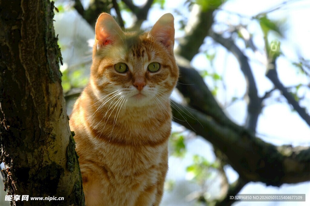 树上的橘猫