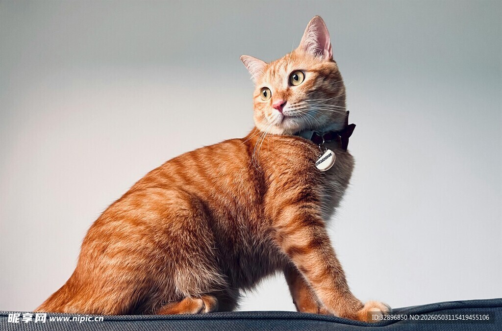 橘猫坐立好奇张望