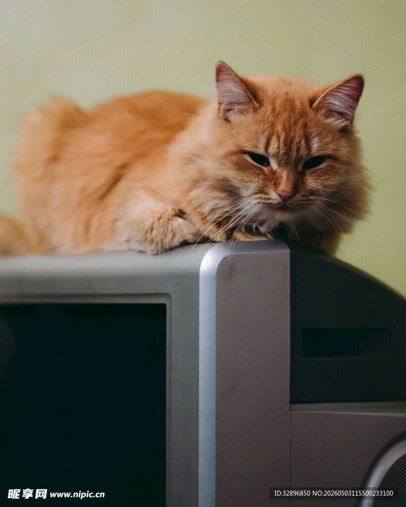 橘猫趴电视机上打盹