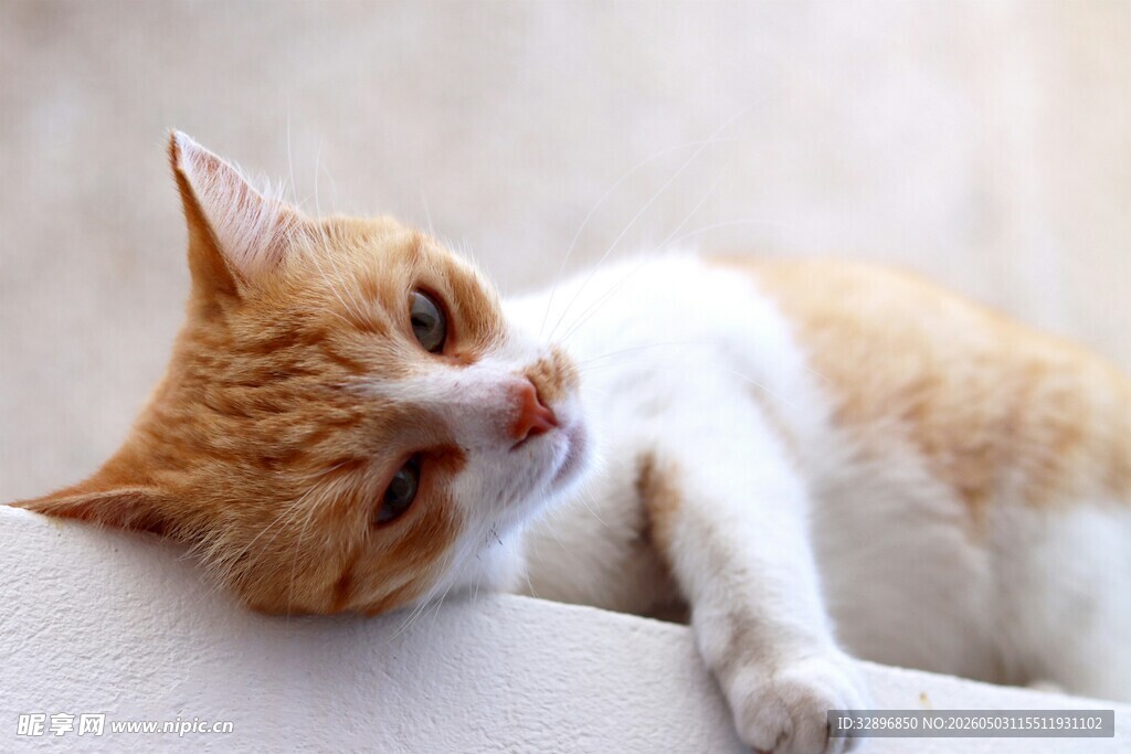 慵懒小猫惬意趴在沙发上