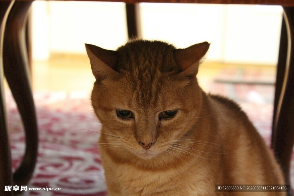 椅子下的橘猫