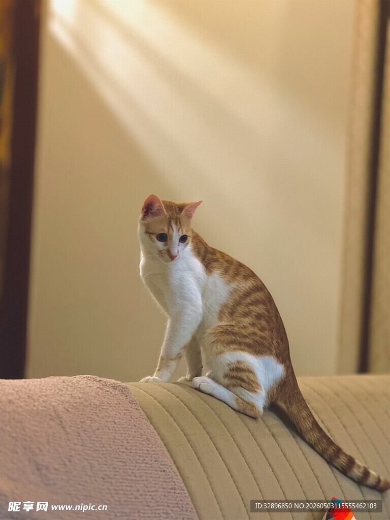 沙发上的可爱猫咪