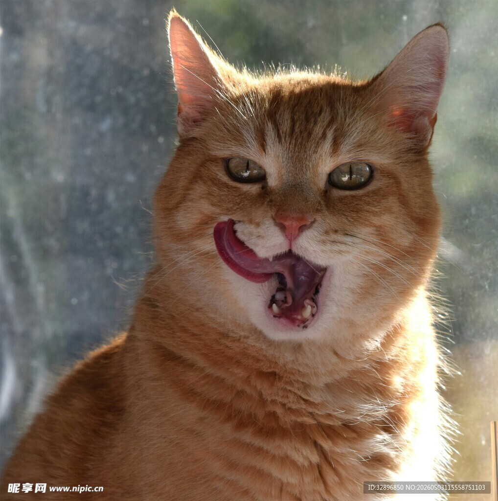 张嘴卖萌的橘色猫咪