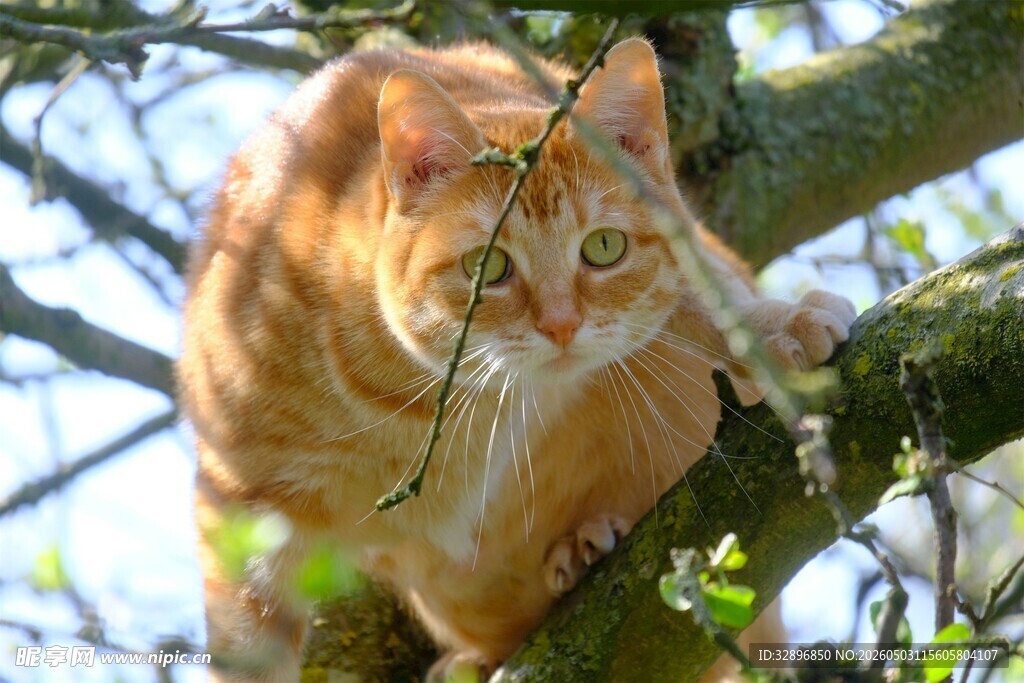 树上的橘猫