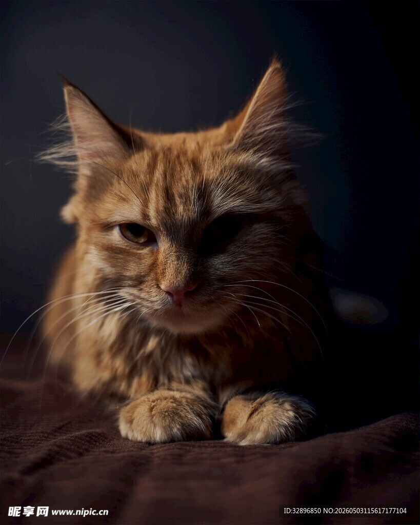 慵懒的长毛橘猫