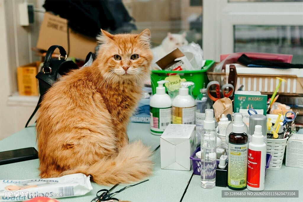 橘猫端坐于瓶瓶罐罐间