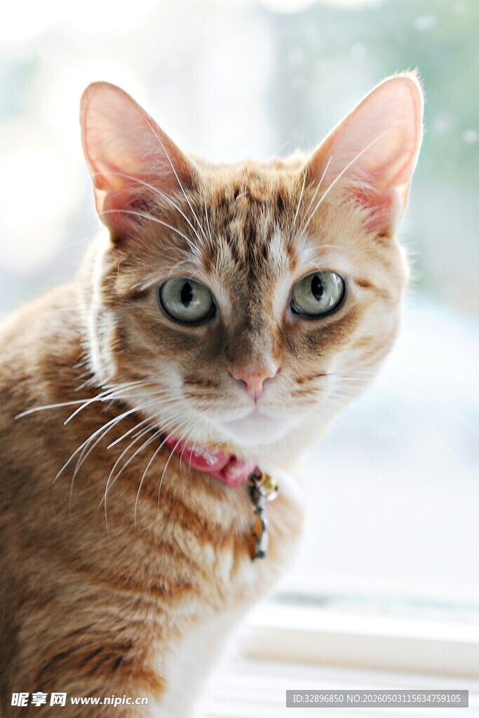 窗边可爱猫咪特写