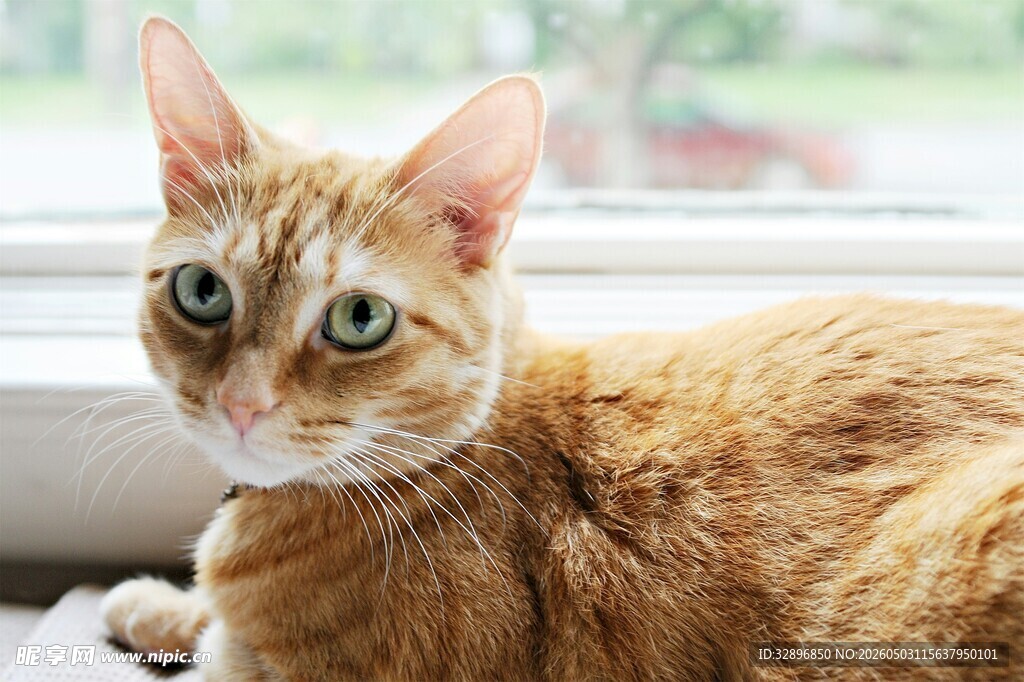 窗边橘猫的可爱瞬间