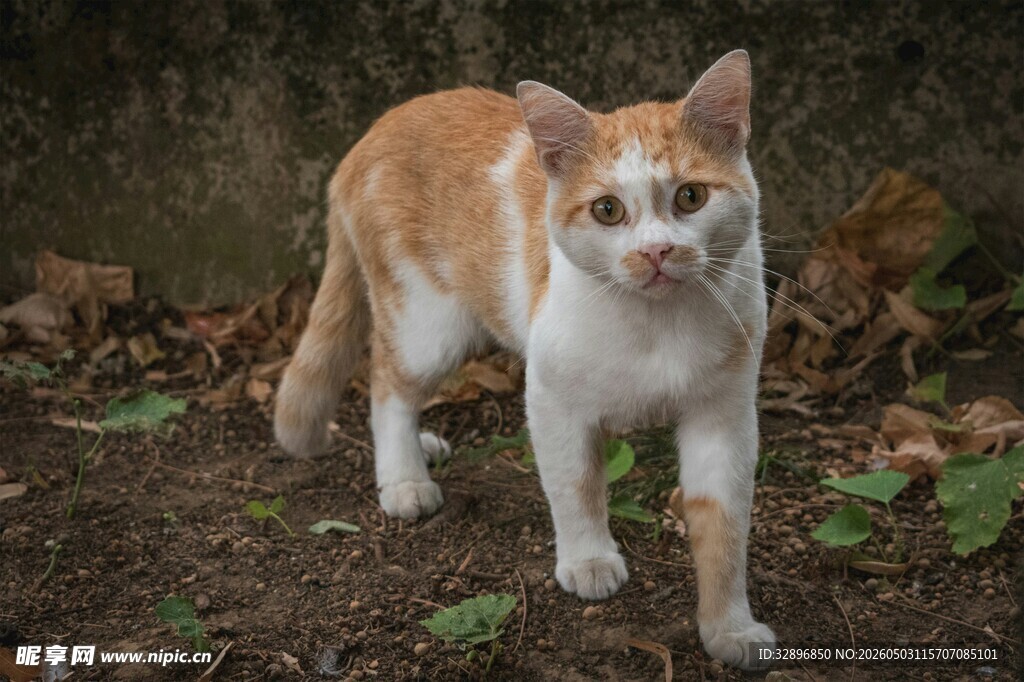 户外行走的橙白相间猫咪