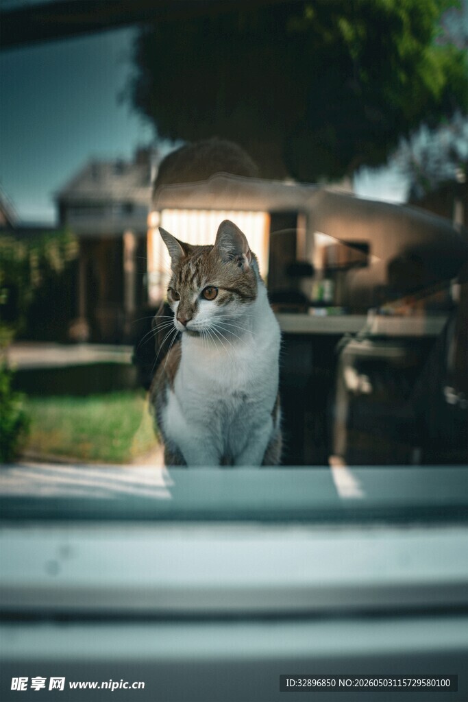 车内猫咪好奇张望