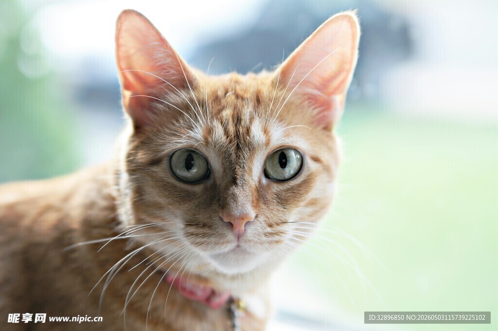 可爱橘猫特写
