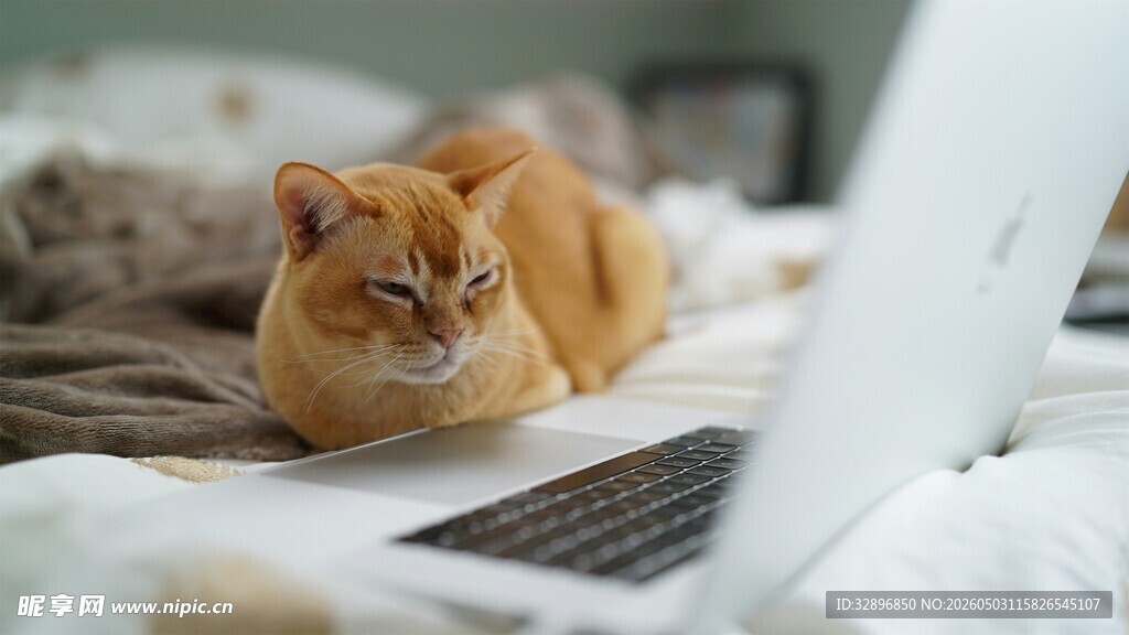 猫咪慵懒躺于笔记本旁