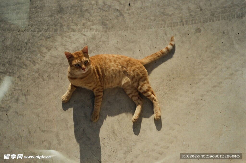 阳光下慵懒的橘猫