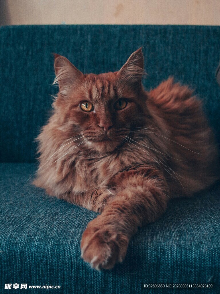 长毛猫惬意躺沙发
