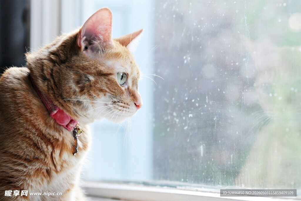 窗边橘猫凝视窗外景色