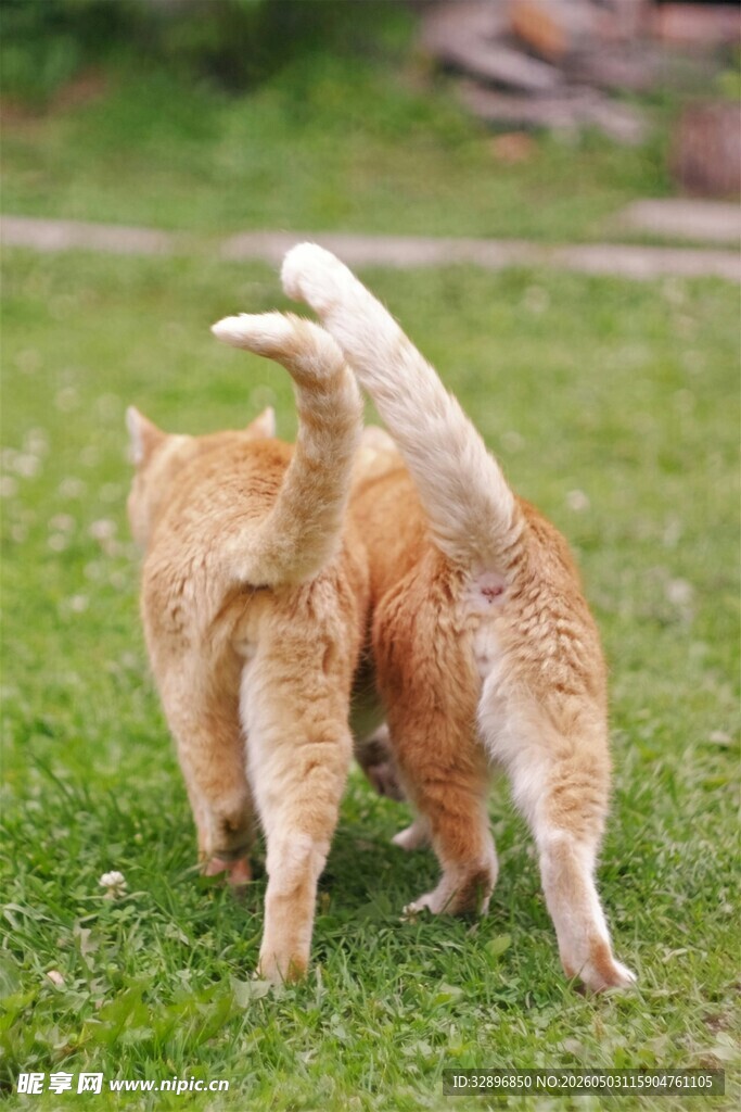 两只橘猫在草地上玩耍