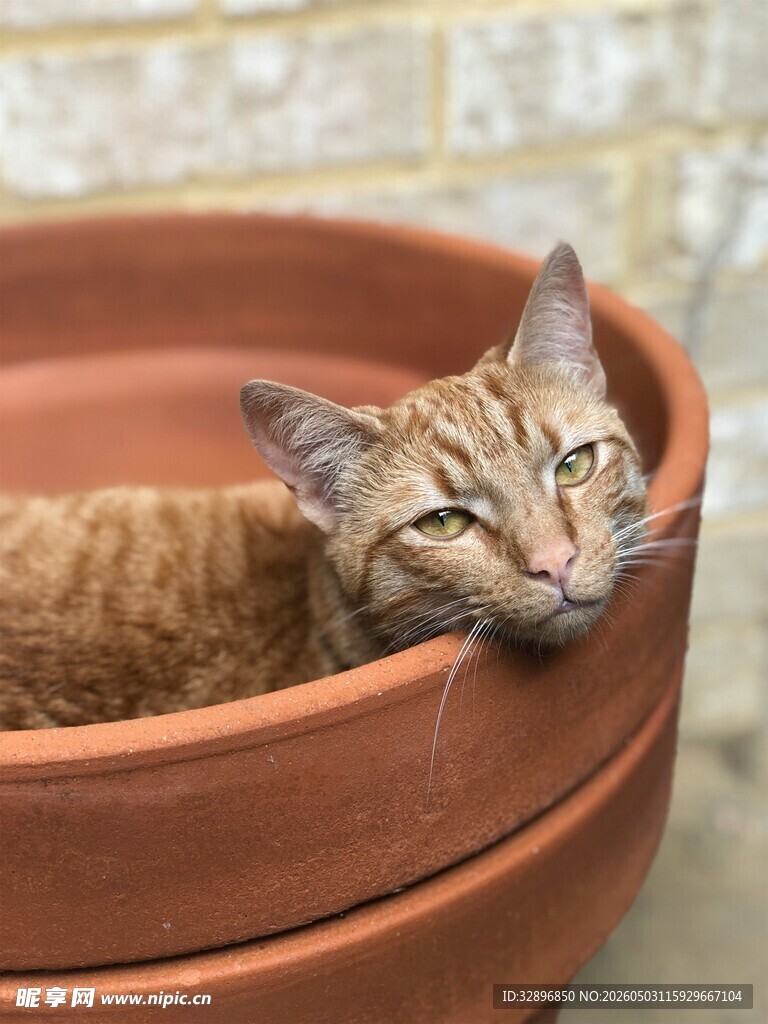 猫咪惬意躺于陶制花盆中