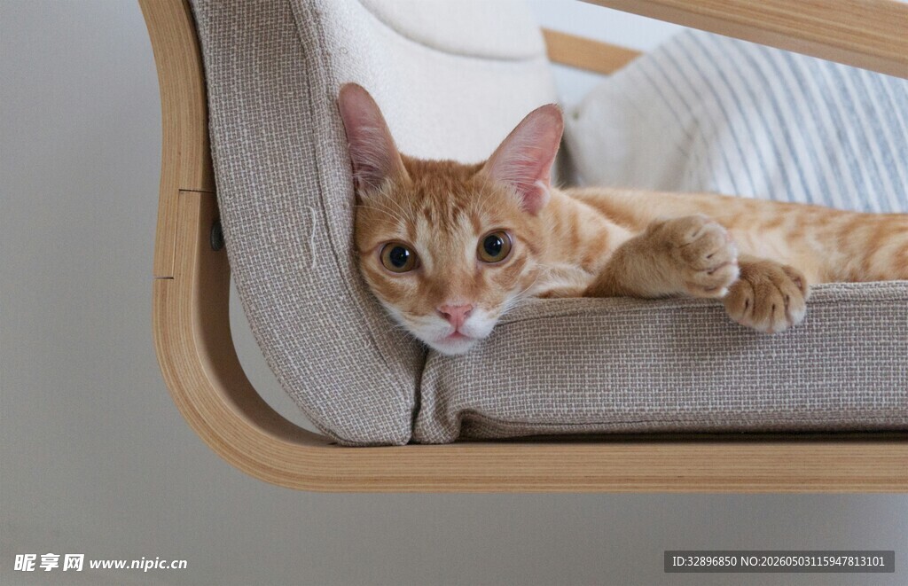 猫咪惬意躺卧在猫窝里