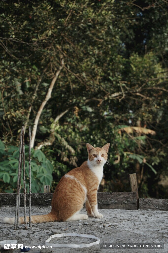 庭院中的橘猫