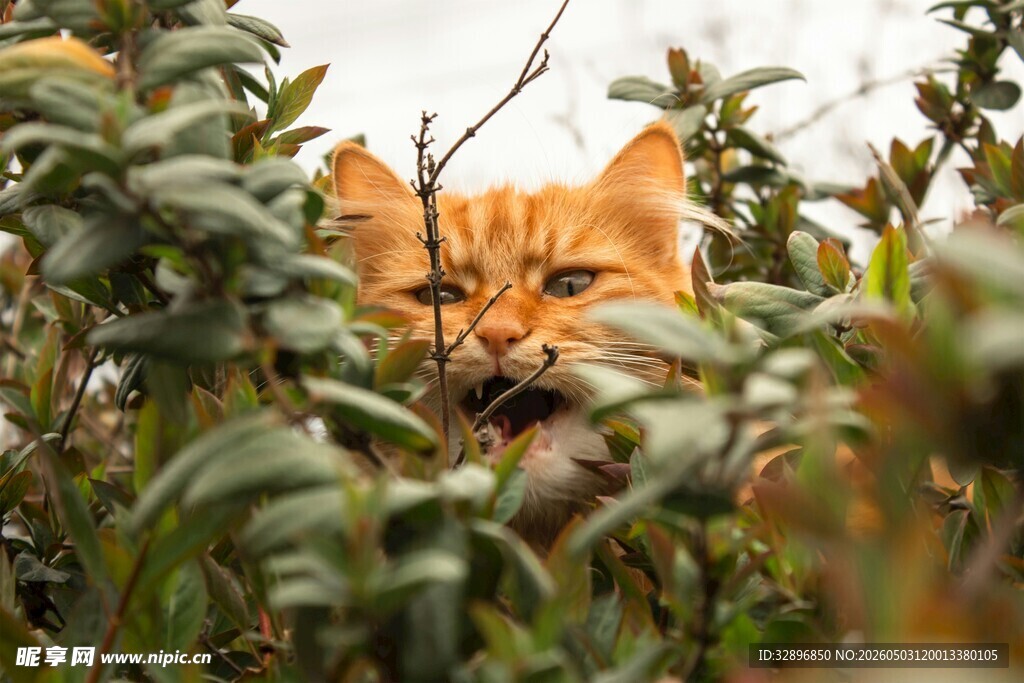 橘猫藏身绿植间窥望