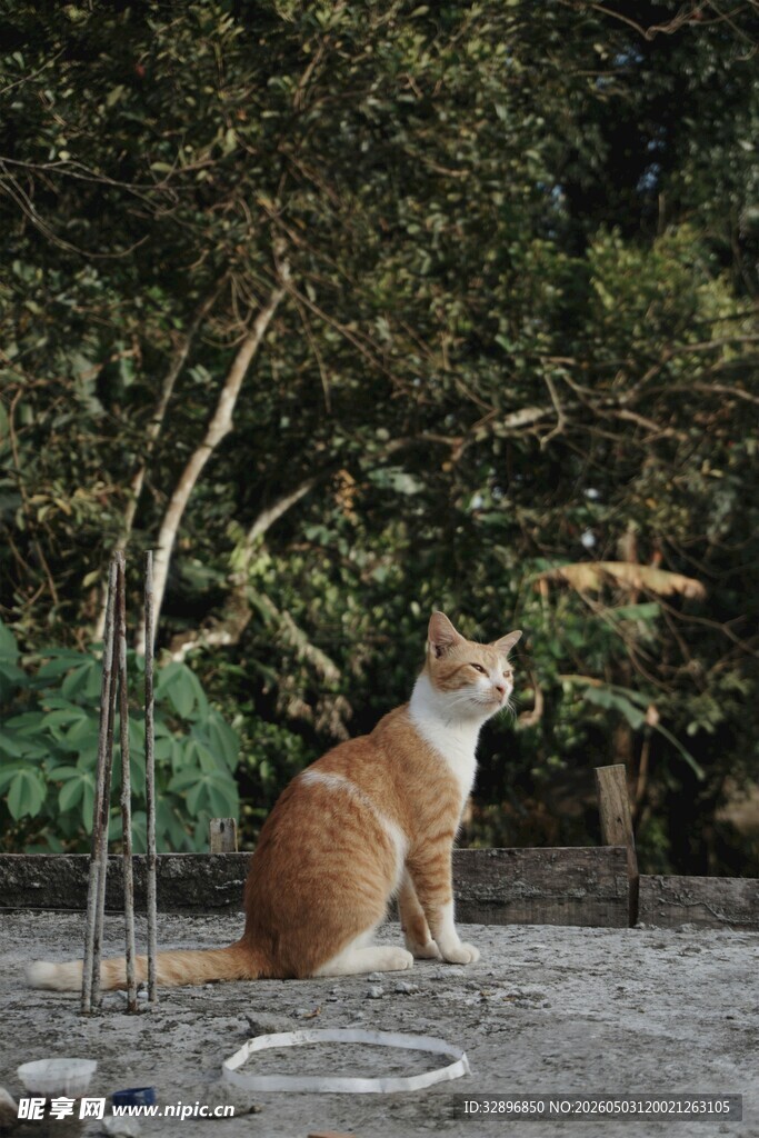户外独坐的可爱猫咪