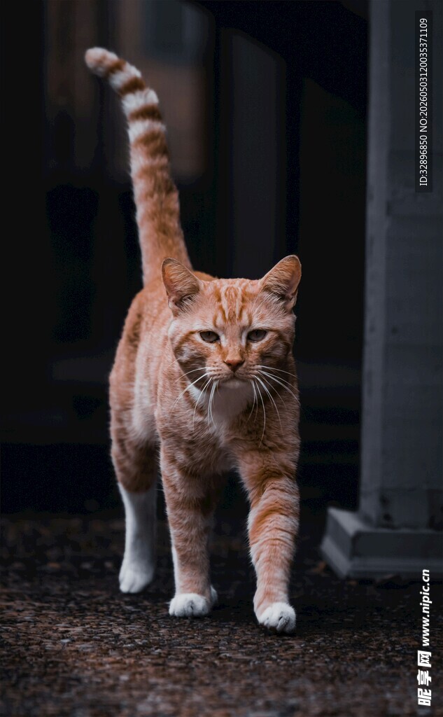 行走的橘猫