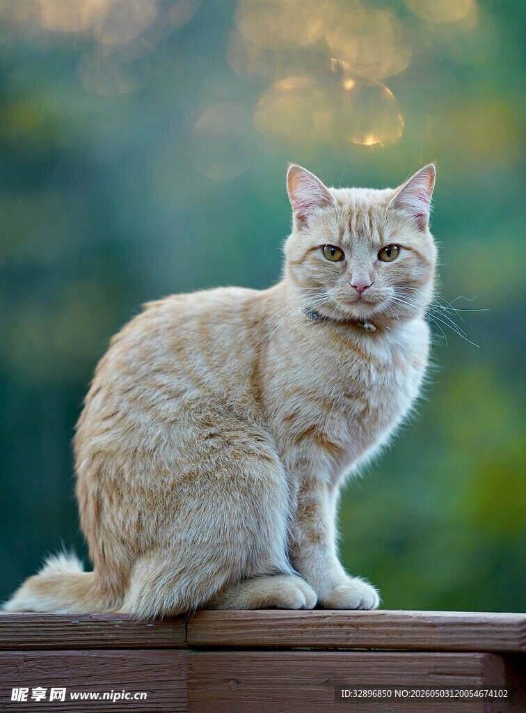 浅色猫咪蹲坐于木台上