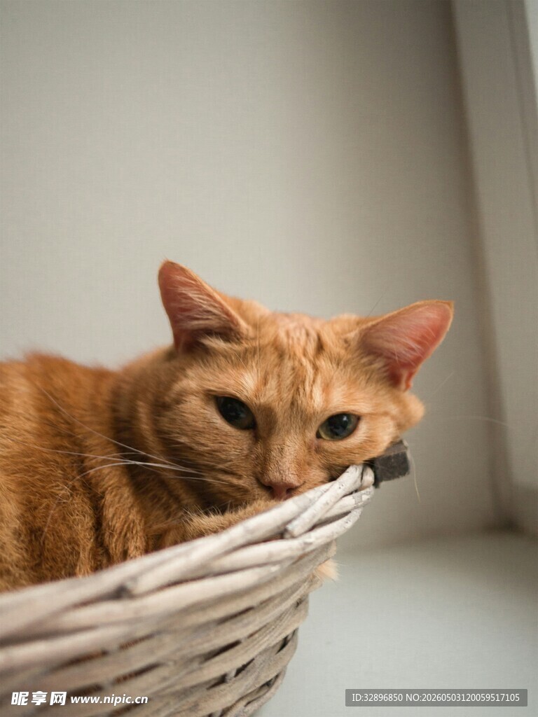 橘猫蜷卧在编织篮中