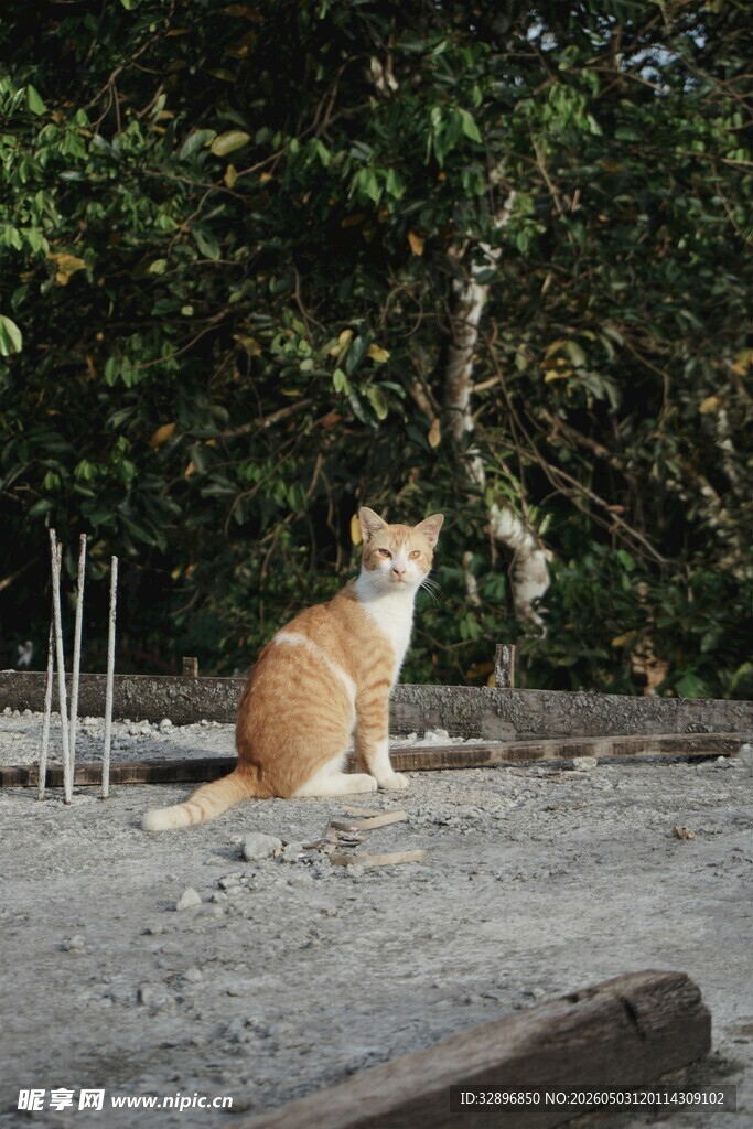 户外孤坐的橘猫