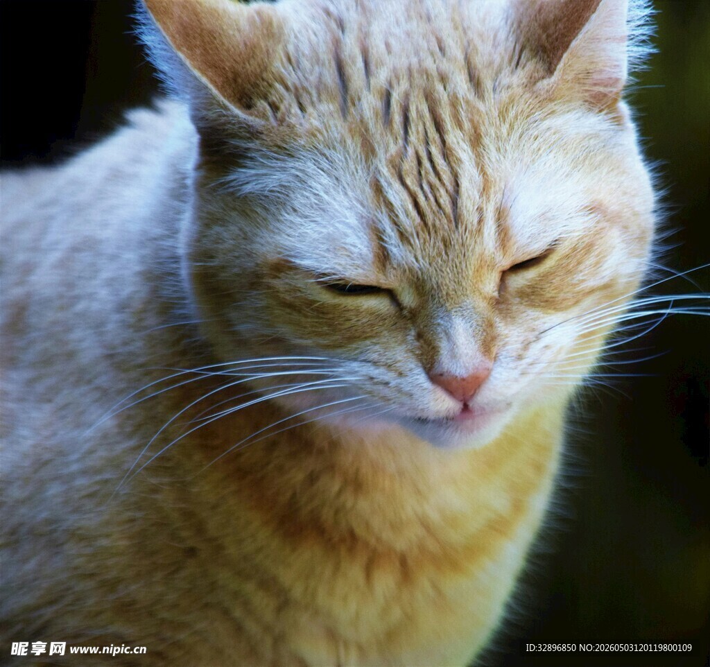 闭眼橘猫的惬意瞬间