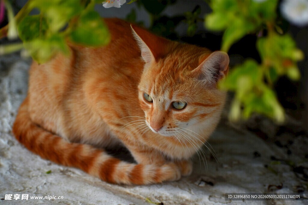 橘猫蜷卧于绿植掩映处