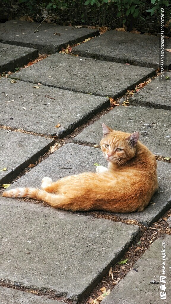 阳光下休憩的橘猫