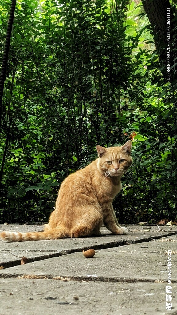 户外独坐的橘色猫咪