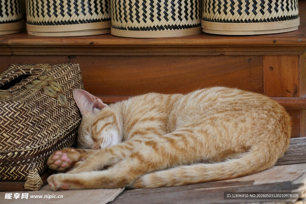 酣睡的橘猫与古朴容器