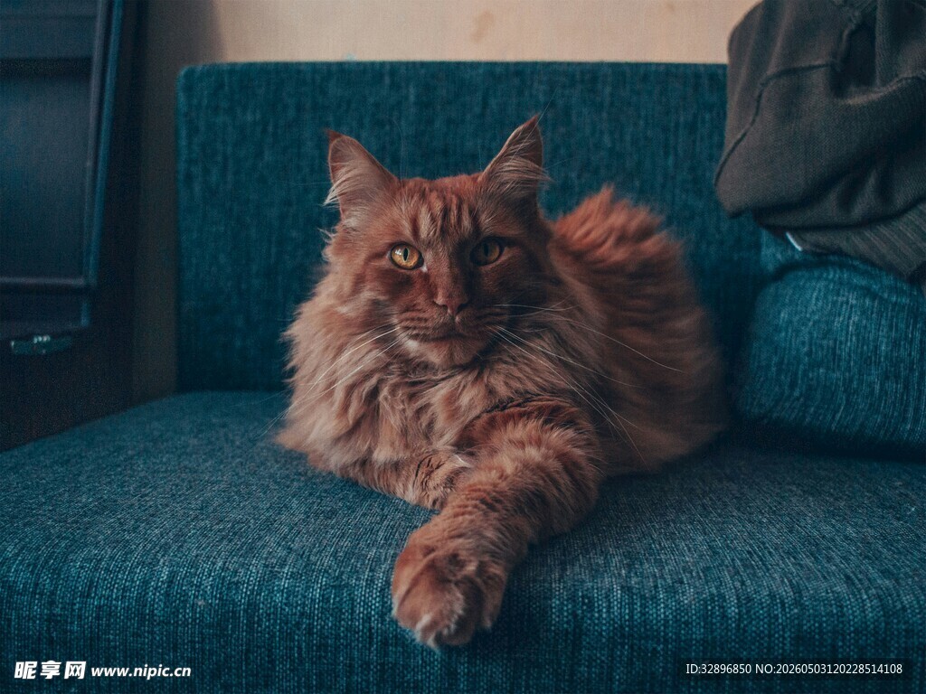 慵懒长毛猫惬意躺沙发