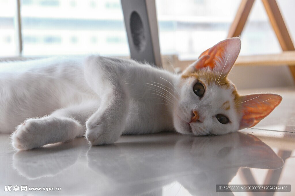 趴地的双色耳可爱猫咪