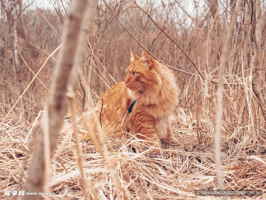 林间漫步的橘色猫咪